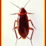 фото Средства от тараканов
